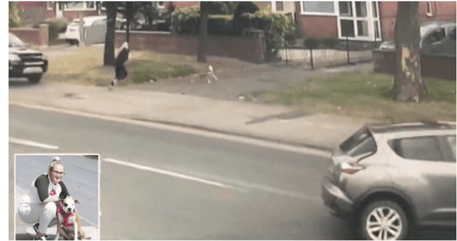 Momenti kur qeni shpëton pronaren nga aksidenti fatal (VIDEO)