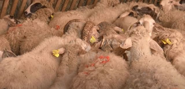 A janë haram apo hallall kurbanët e kontrabanduar? (VIDEO)