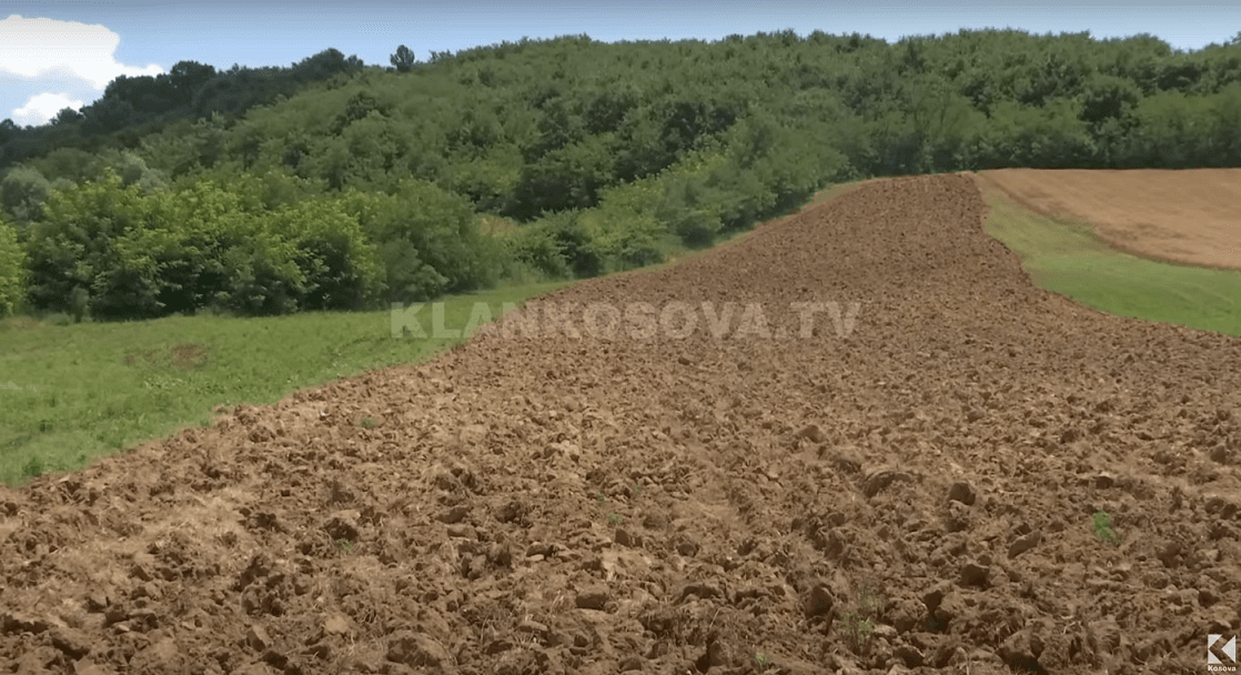 Ujku i del dy herë përballë bujkut, ia lë arën pa mbjellë (VIDEO)