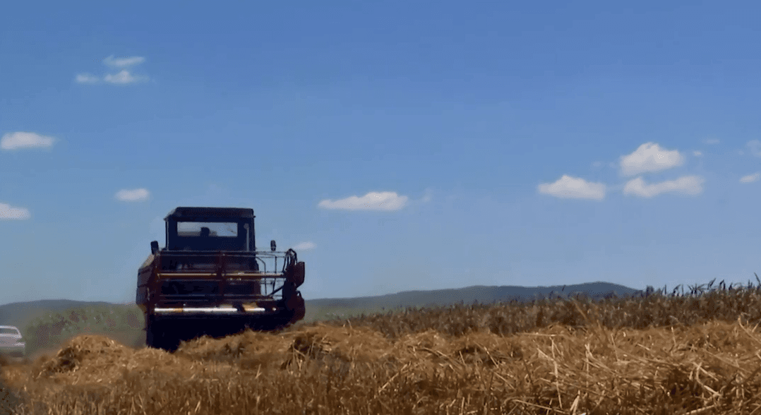 Sivjet më shumë sipërfaqe me grurë e rendimente më pak në komunë të Prishtinës (VIDEO)