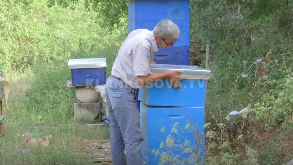 Gjilani jep shtëpiza bletësh, nga buxheti i kaluar (VIDEO)