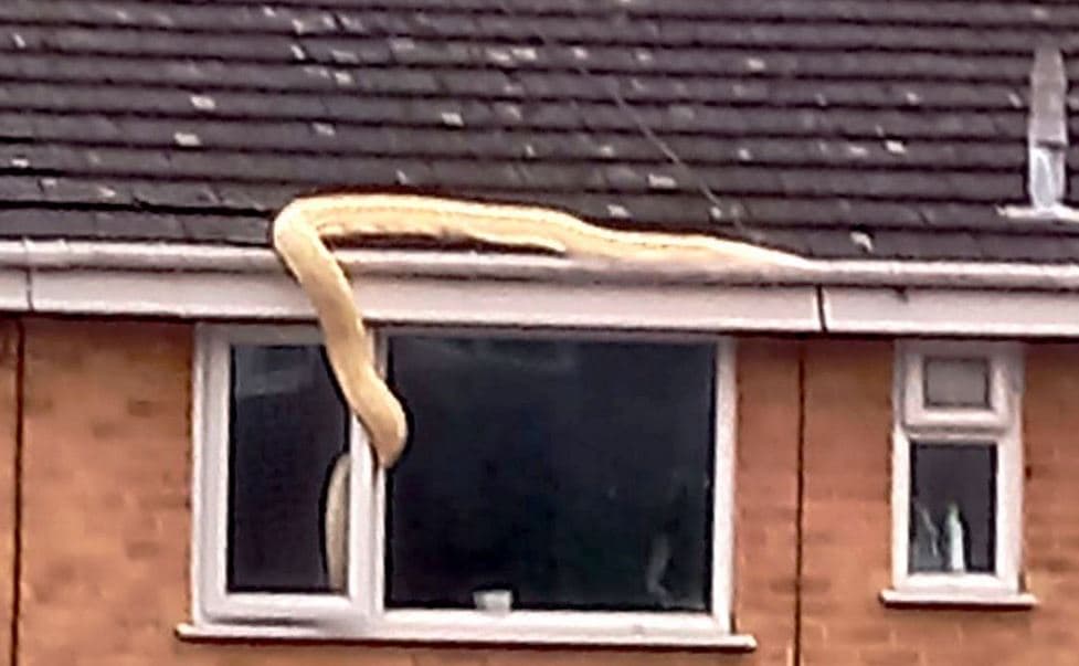 Gjarpri gjigant hyn në shtëpinë e një banori përmes dritares (FOTO)