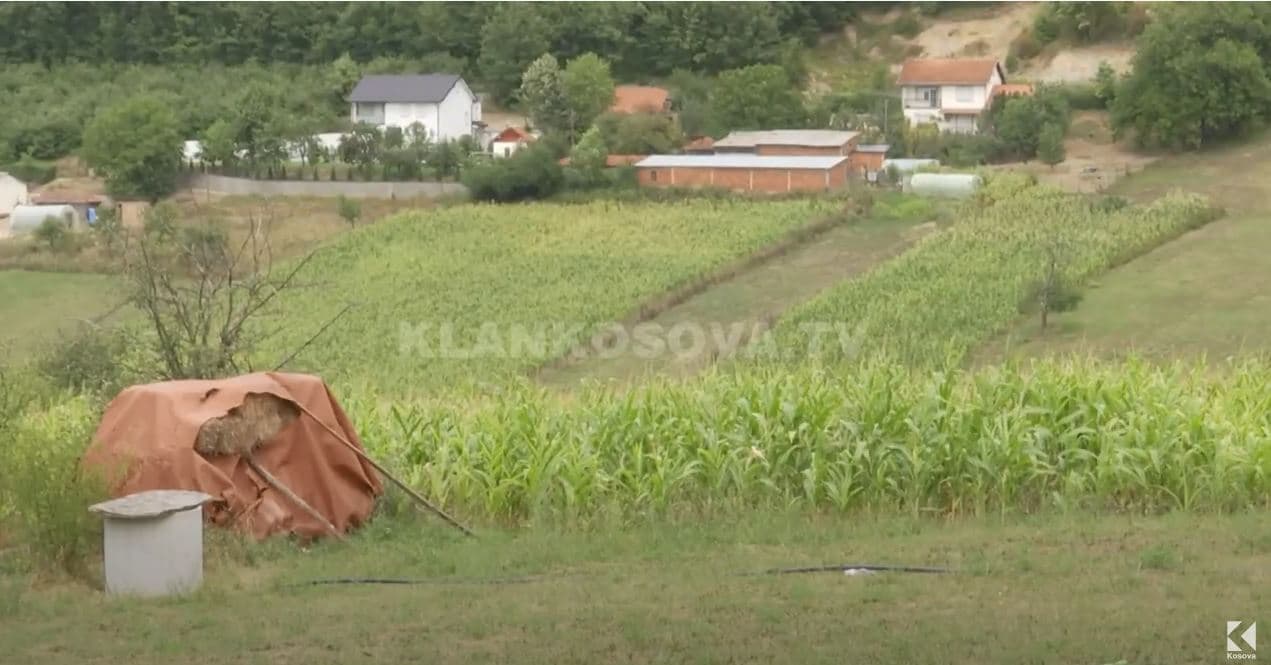 Shteti nis të japë 53 milionë për bujq, gruri paguhet më vonë (VIDEO)