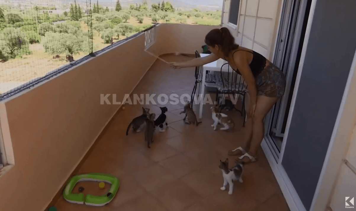 8 gushti, dita kur bota i do pak më shumë macet (VIDEO)