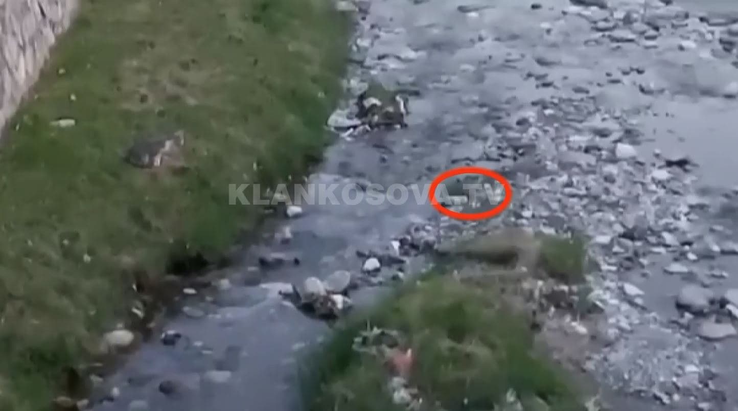 Brejtësit pushtojnë Lumbardhin e Prizrenit (VIDEO)