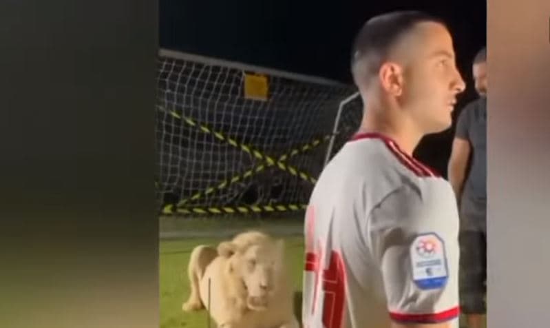 Mbrojtësi grek prezantohet pranë luanit, ia fut vrapit nga frika (VIDEO)