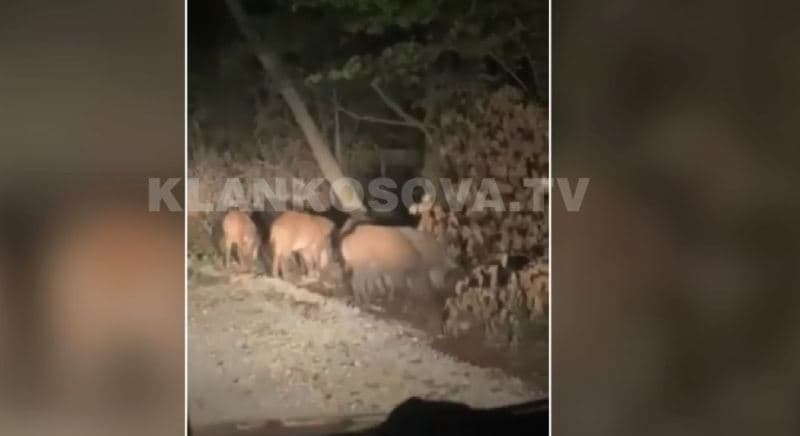 Derrat e egër i afrohen Prishtinës (VIDEO)
