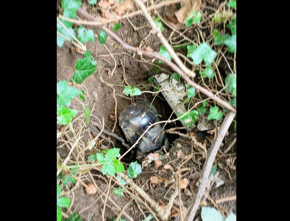 Shpëtimtarët heqin kavanozin e gjalpit të kikirikut nga koka e rakunit (FOTO)
