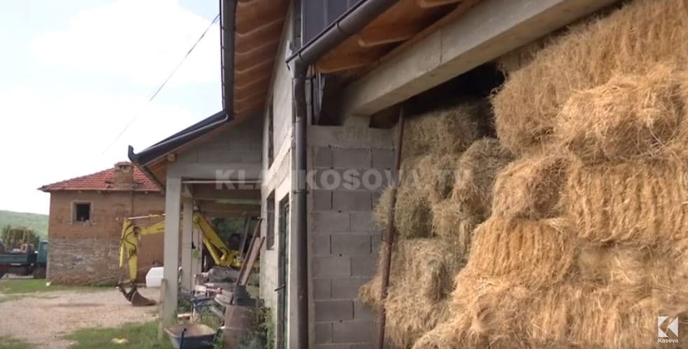 Vidhen 2 lopë, 2 viça e 1 mështjerrë (VIDEO)