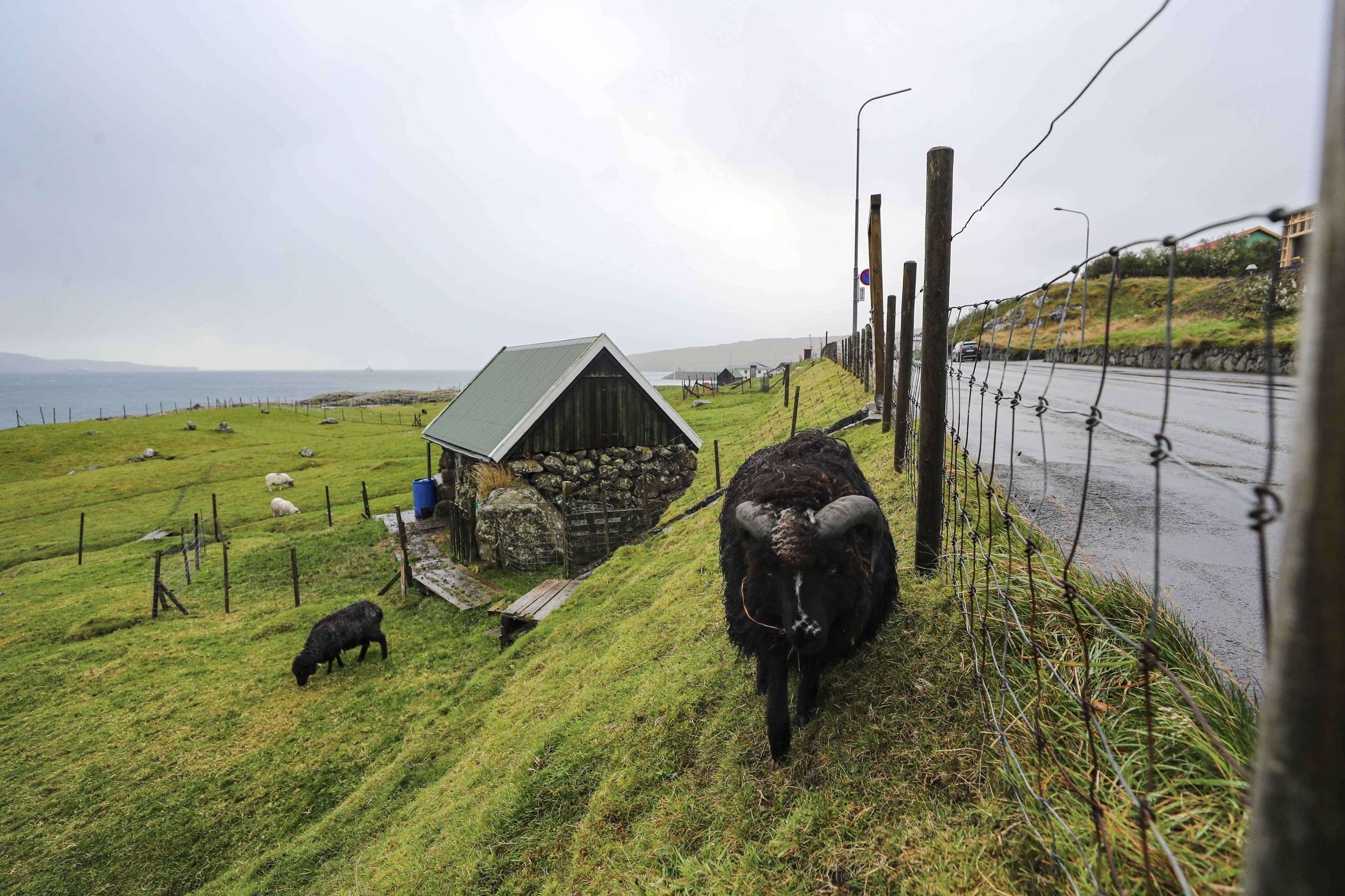 Ishujt Faroe, vendi ku jetojnë më shumë dele sesa njerëz
