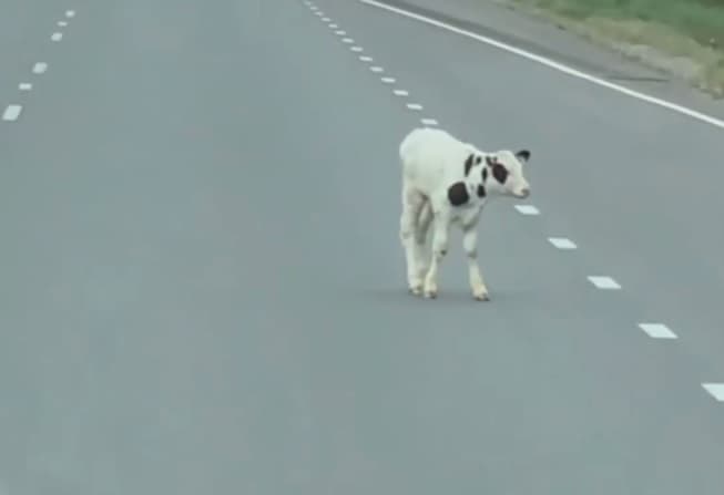 Viçi shpëton nga rimorkio, bllokon trafikun në autostradë (VIDEO)