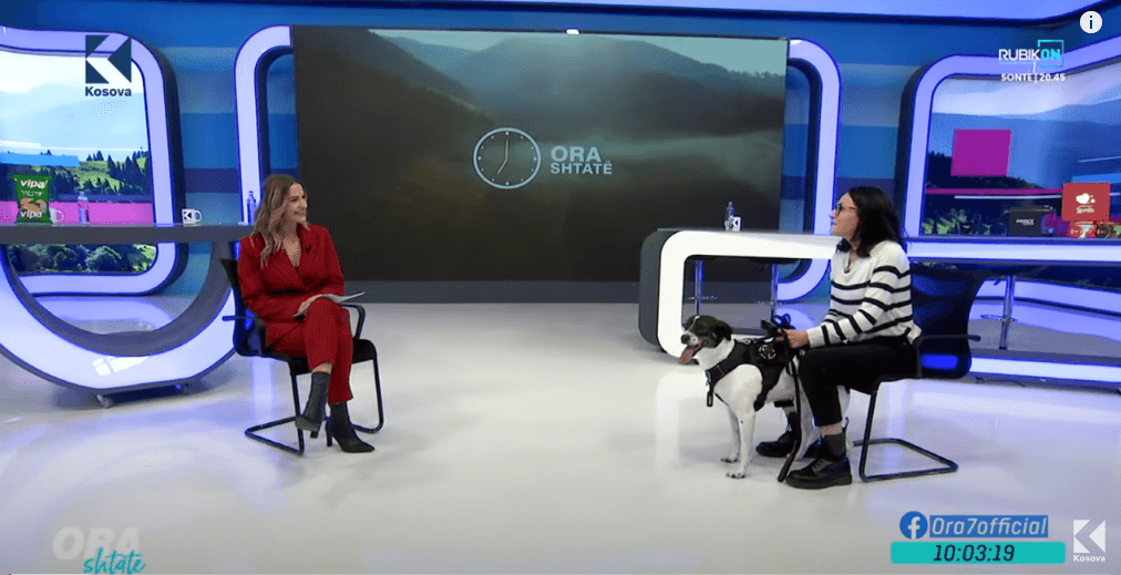 Pse duhet adoptuar një qen nga rruga? (VIDEO)