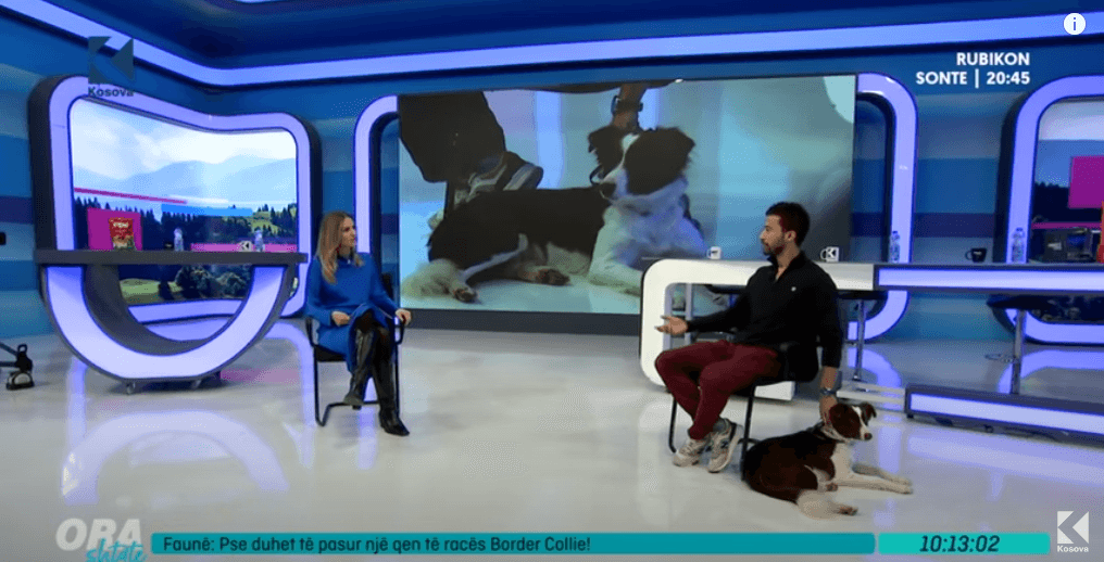 Pse duhet të pasur një qen të racës Border Collie! (VIDEO)