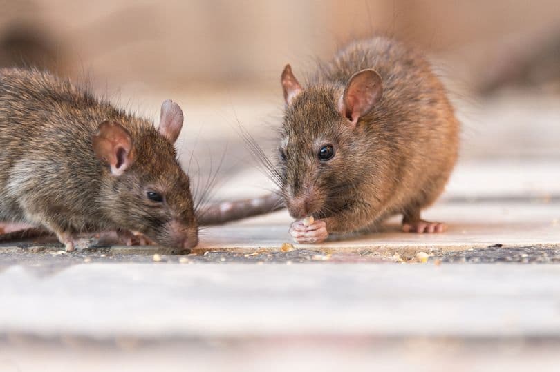 Minjtë hyjnë në polici dhe hanë 500 kilogramë marihuanë