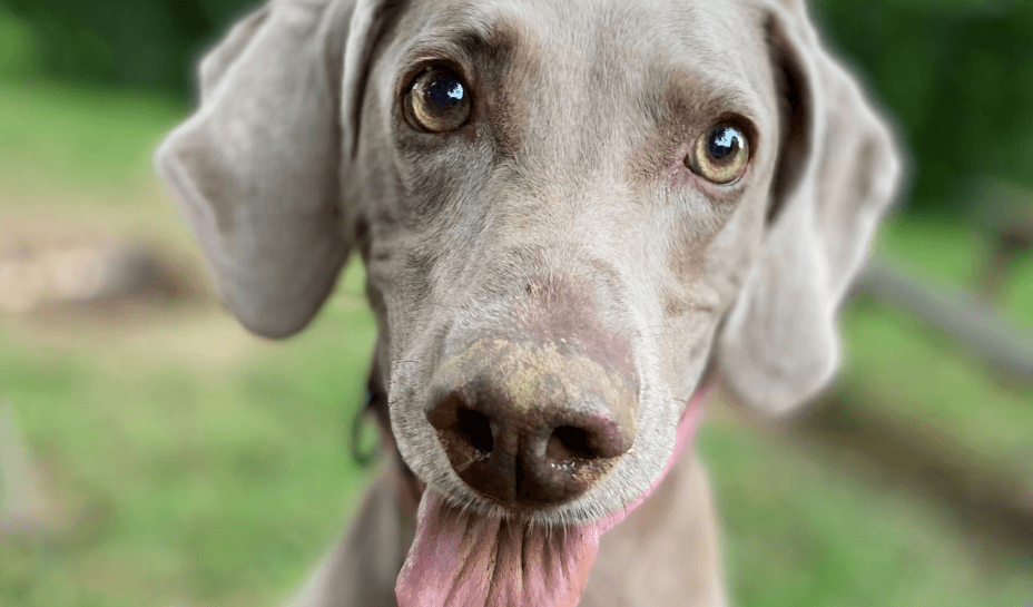 Qentë mund të 'shohin' përmes hundës së tyre, tregon studimi