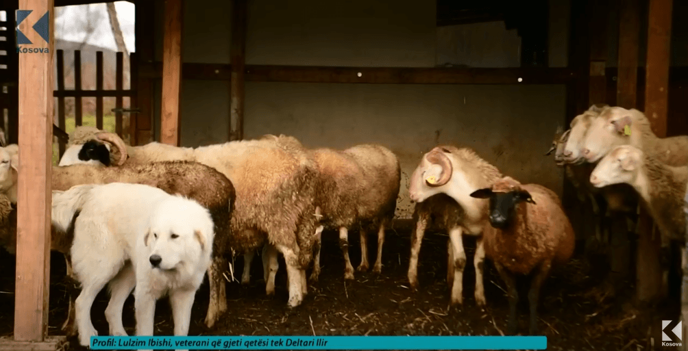 Lulzim Ibishi, veterani që gjeti qetësi tek Deltari Ilir (VIDEO)