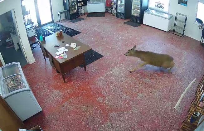 Dreri thyen xhamin dhe futet në mishtore (VIDEO)