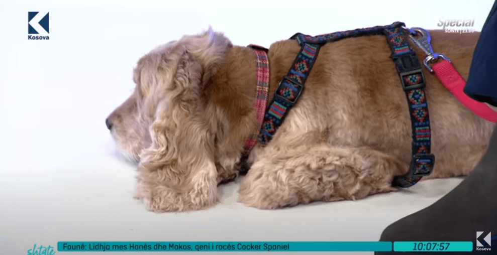 Lidhja mes Hana Jaha dhe Makos, qeni i racës Cocker Spaniel (VIDEO)
