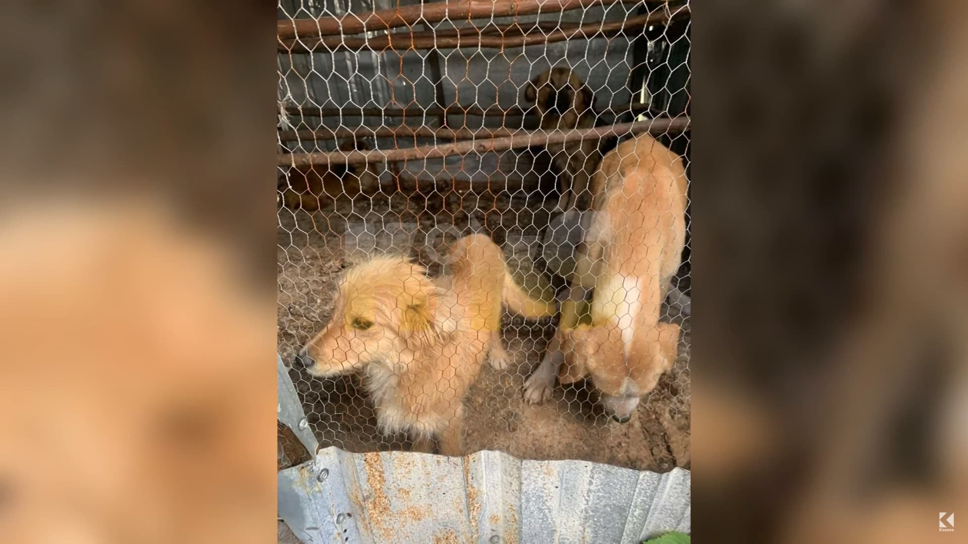 Keqtrajtoi dhe lidhi qentë me zinxhirë, Komuna ia ndërpret kontratën veterinarit në Shtime (VIDEO)