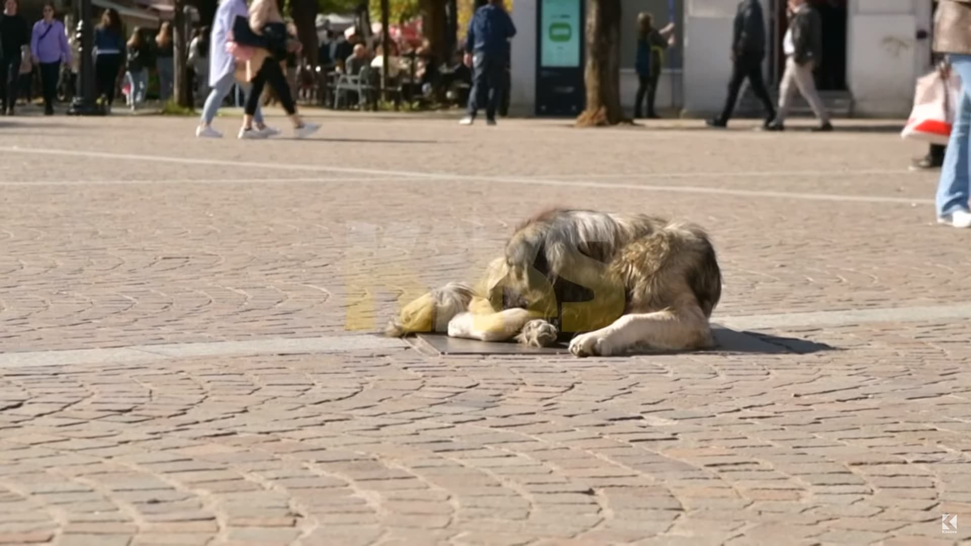 Mostrajtimi i qenve endacakë nga Komuna e Pejës, rrezik permanent për qytetarët (VIDEO)