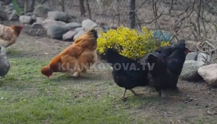 Biznesi interesant: Burgu i Dubravës blen pula, fiton vezët falas (VIDEO)