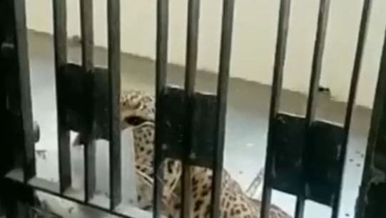 Leopardi terrorizon të pranishmit në gjykatë, lëndohen gjashtë persona (VIDEO)