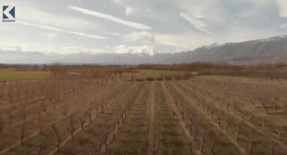 Si bëhet dhe kur është koha e duhur për krasitjen e mollëve (VIDEO)