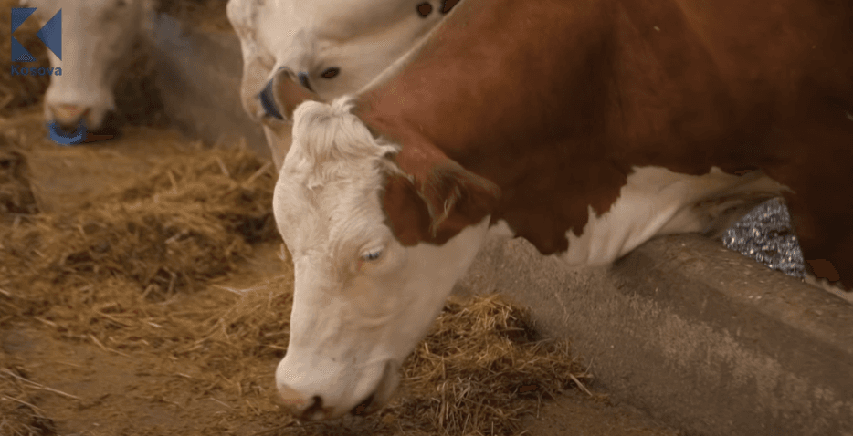 Si duket pranvera në një fermë? (VIDEO)