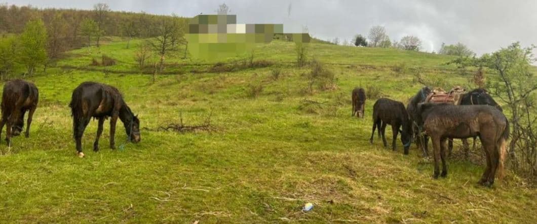 Dogana i nxjerr në shitje nëntë kuajt dhe një gomar, për 1 euro kilogrami