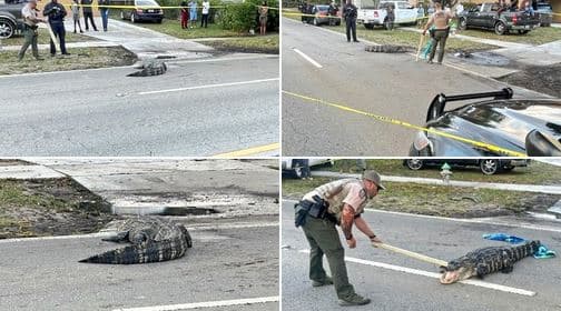 Mbyllet trafiku në Florida për shkak të aligatorit në rrugë (FOTO)