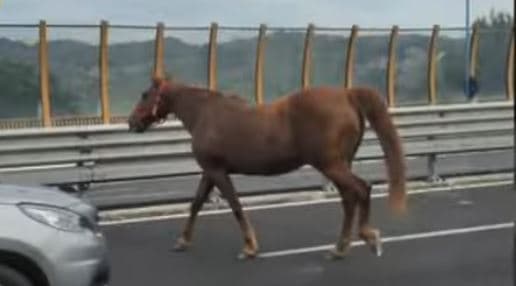 Itali: Kali i arratisur del në autostradë (VIDEO)