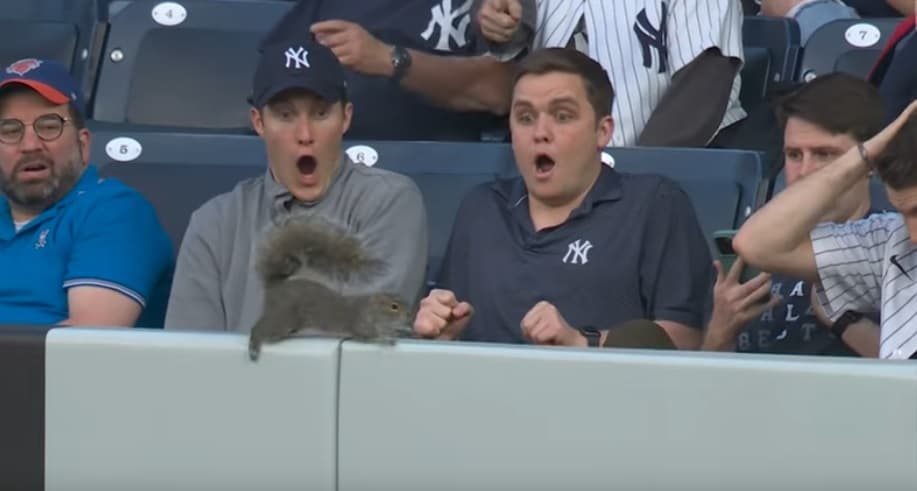 Ketri lë gojëhapur shikuesit në stadiumin Yankees (VIDEO)