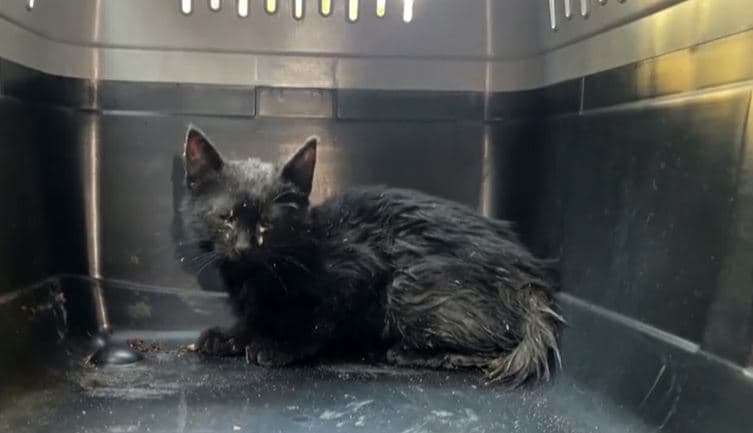 Gjendet e gjallë macja e bllokuar në tub shiu për tre ditë (VIDEO)