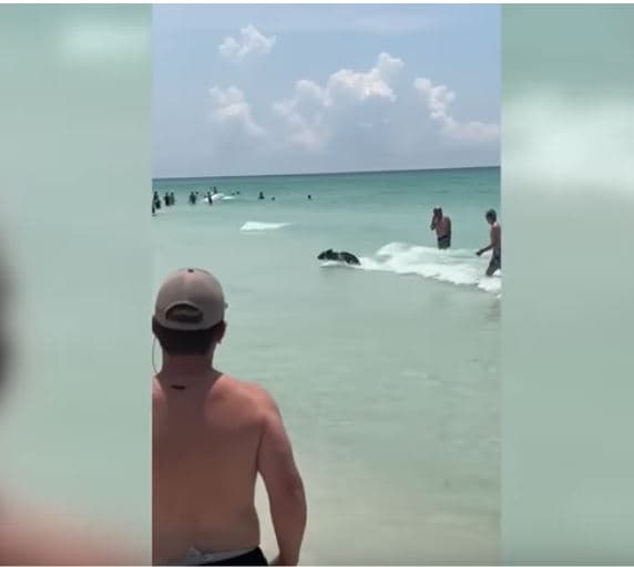 Pushuesit në plazhin e Floridës u tronditën kur ariu iu shfaq në ujë (VIDEO)