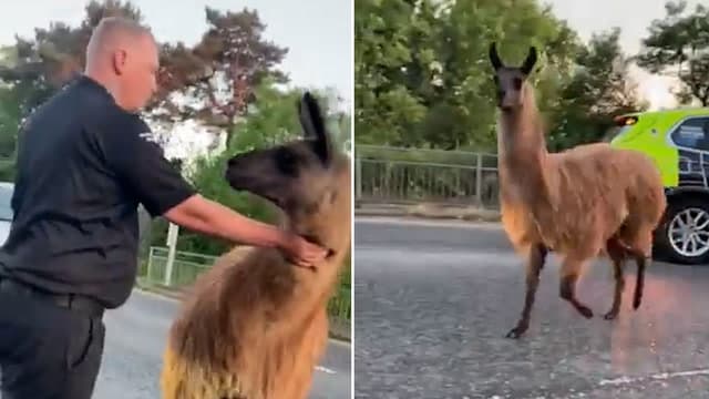 Lama endacake bllokon trafikun në autostradën e ngarkuar britanike