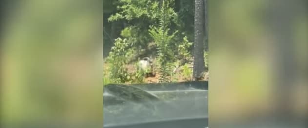 Dhia e pakapshme i ikën policisë (VIDEO)