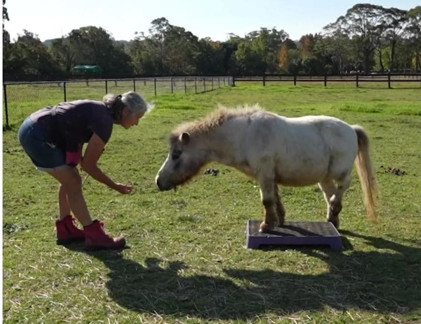 Talentë të pazakontë, Kali dhe delja e australianes fitojnë rekorde botërore (VIDEO)
