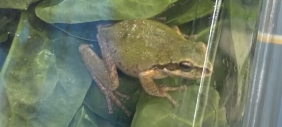 Gruaja gjen bretkosë të gjallë në pakon me spinaq (VIDEO)