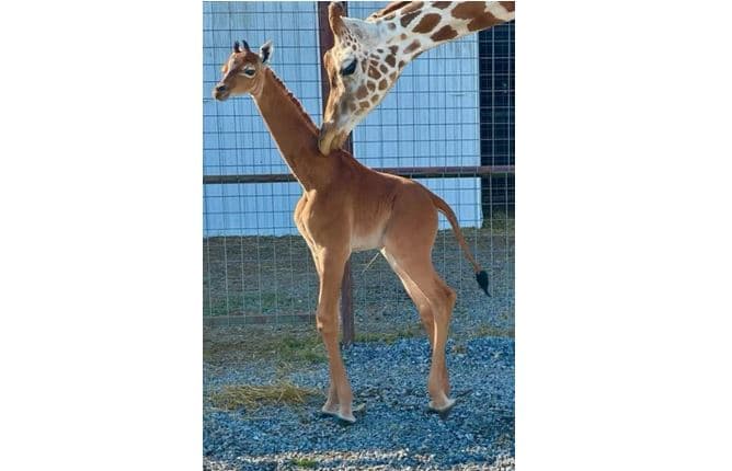 Gjirafa me ngjyrë të rrallë lindi në kopshtin zoologjik të Tenesit
