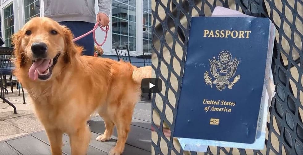 Qeni han pasaportën e pronarit një javë para udhëtimit për martesë