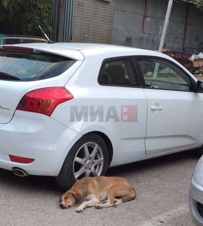 Qeni qëndron për tre ditë i shtrirë afër veturës së shpëtimtares, e cila ndërroi jetë në Kavadar