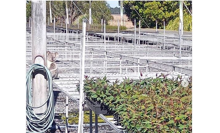 Koala vjedh nga fidanishtja bimë me vlerë 3,800 dollarë