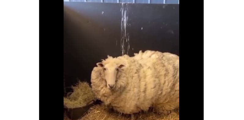 Delja që jetonte me një turmë kangurësh, shpëtoi dhe u qeth pas 5 vjetësh