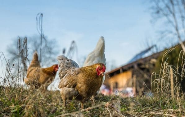 Paraqitet rasti i parë këtë vit i gripit të shpezëve në një fermë të Shtimes