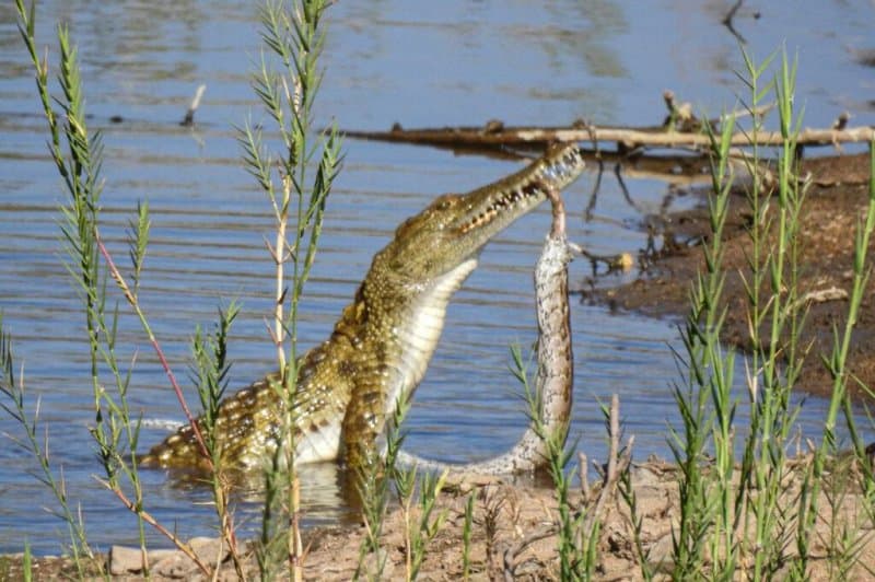 Krokodili i uritur gëlltit pitonin në parkun e Afrikës së Jugut (FOTO)