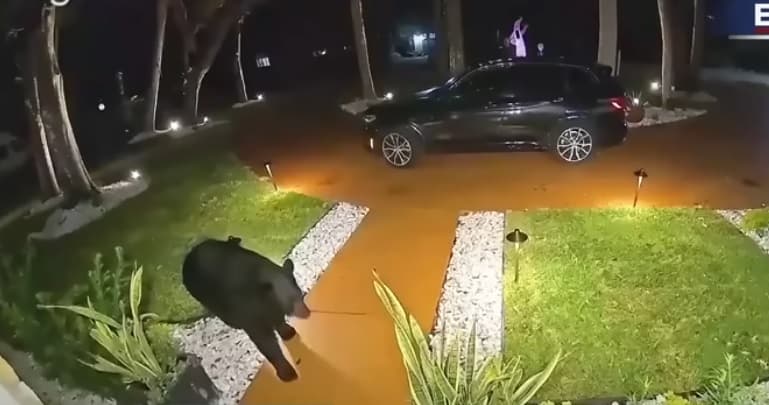 Florida: Ariu vjedh ushqimin e porositur nga Taco Bell nga veranda e përparme e familjes