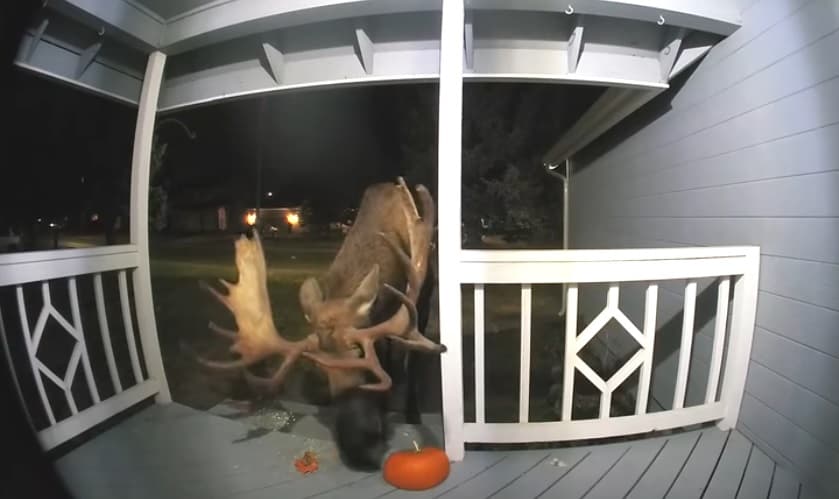 ShBA: Dreri ha kungullin e Halloween-it në verandën e gruas (VIDEO)