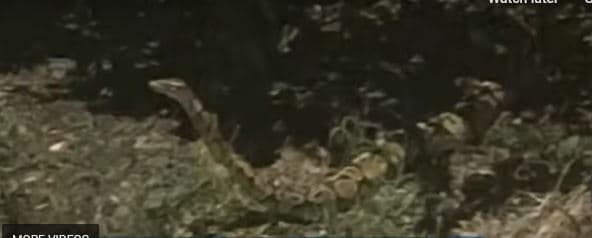 Teksa shëtiste qentë, burri nga Florida vëren pitonin të lirë