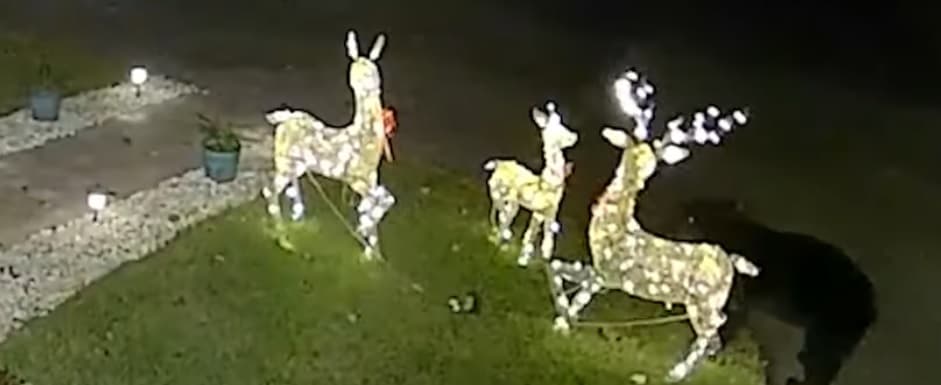 Ariu sulmon dekorimin e Krishtlindjes në oborrin e një shtëpie në Florida (VIDEO)