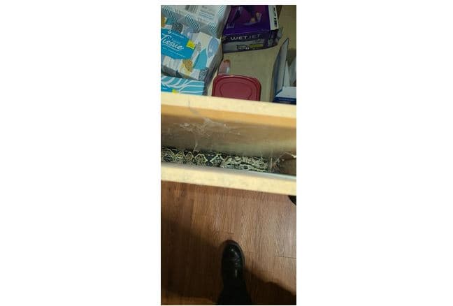 Zjarrfikësit  shpëtojnë një gjarpër dy metra nga dollapi i kuzhinës